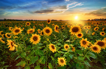 Gartenposter Blumen Schöner Sonnenuntergang über Sonnenblumenfeld  © Piotr Krzeslak