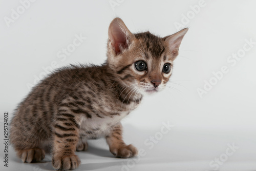 cat, kitten, animal, cute, pet, domestic, isolated, feline, fur, © Анна Колесник