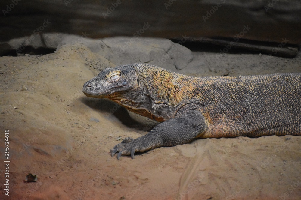 Obraz premium iguana with eyes closed in the sand at the zoo