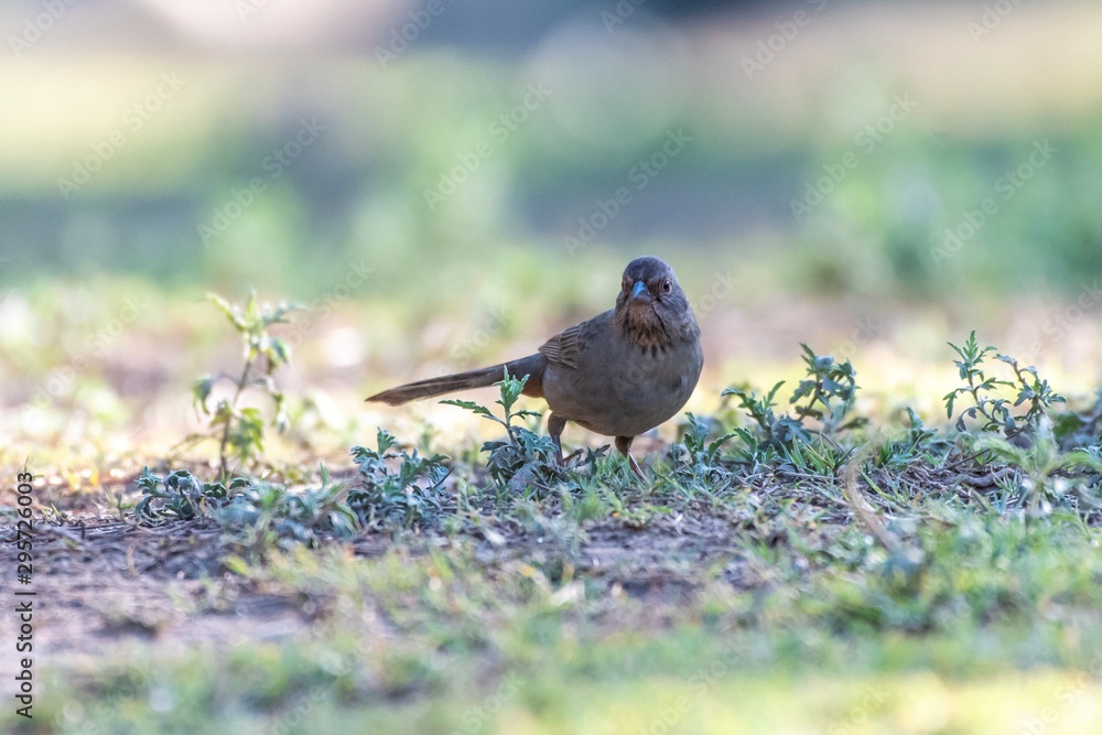 California Towhee bird searches through the grass on the ground for suitable seeds and food. California Towhee bird searches through the grass on the ground for suitable seeds and food.