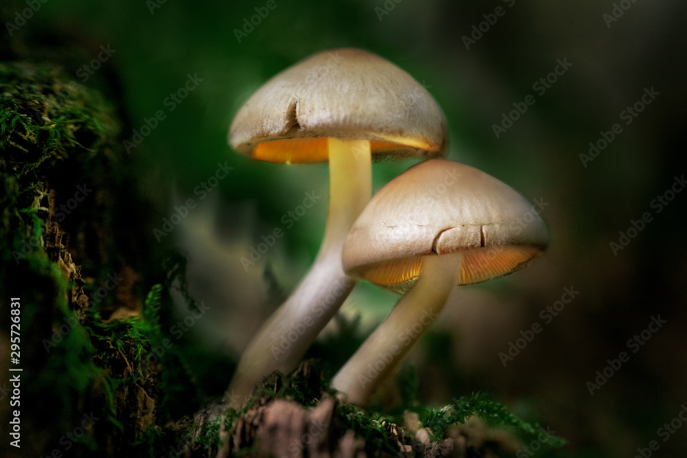 Glowing mushrooms in a dark forest at dusk Glowing mushrooms in a dark forest at dusk