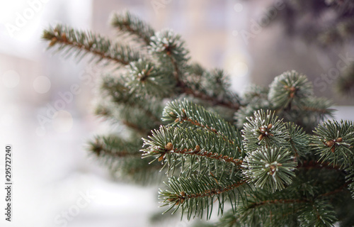 Christmas tree branches on a background of snowfall in the city. Christmas and New Year mood