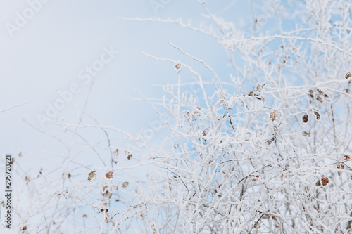 Winter background with snow branches and blue sky. Holiday Christmas greeting card