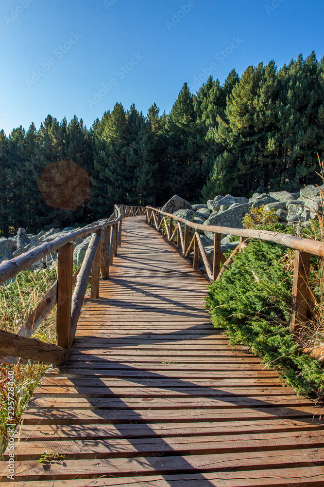 wooden bridge in the forest wooden bridge in the forest