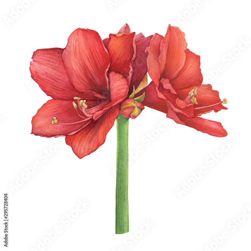 Red Hippeastrum flower (also known as amaryllis, hippeastrum Kolibri and Merry Christmas). Hand drawn watercolor painting illustration isolated on white background. photo