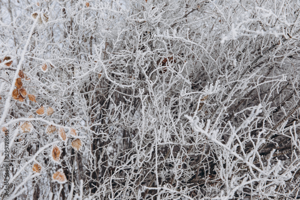 Winter Background with snow branches tree leaves and snowflakes on background Holiday Christmas greeting card Winter Background with snow branches tree leaves and snowflakes on background Holiday Christmas greeting card