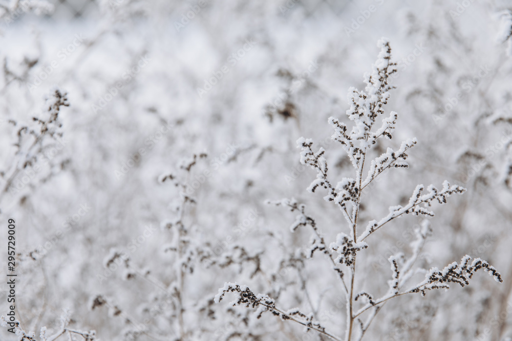 Winter landscape. Frozenned flower with selective focus