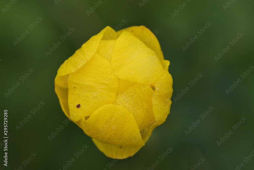 Trollius on green background, globeflower, globe flower Trollius on green background, globeflower, globe flower