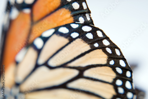 Close up of monarch butterfly wings.