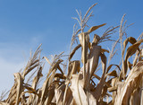 Close up of a row of brown corn stalks.