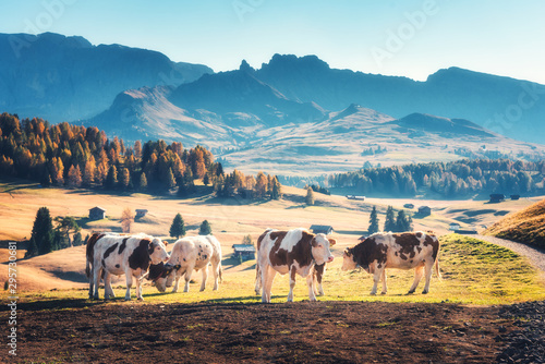 Beautiful cows and calves on the meadow with green grass at sunset in autumn in Alps. Landscape with herd of cows in mountain valley  colorful trees on the hills in fall in Italy. Animals and nature