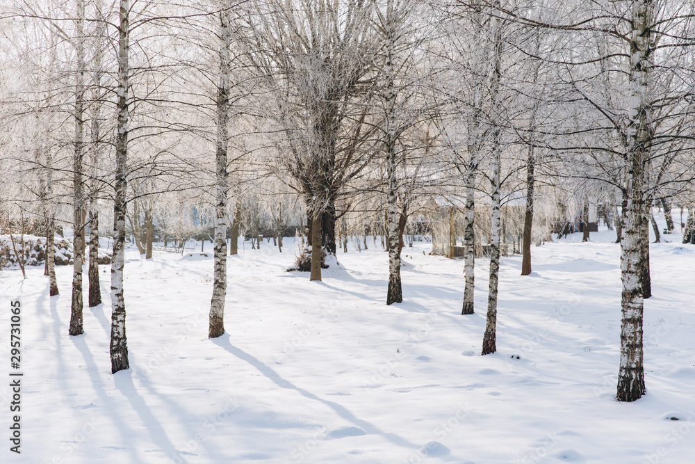 Winter park landscape in frosty and sunny day