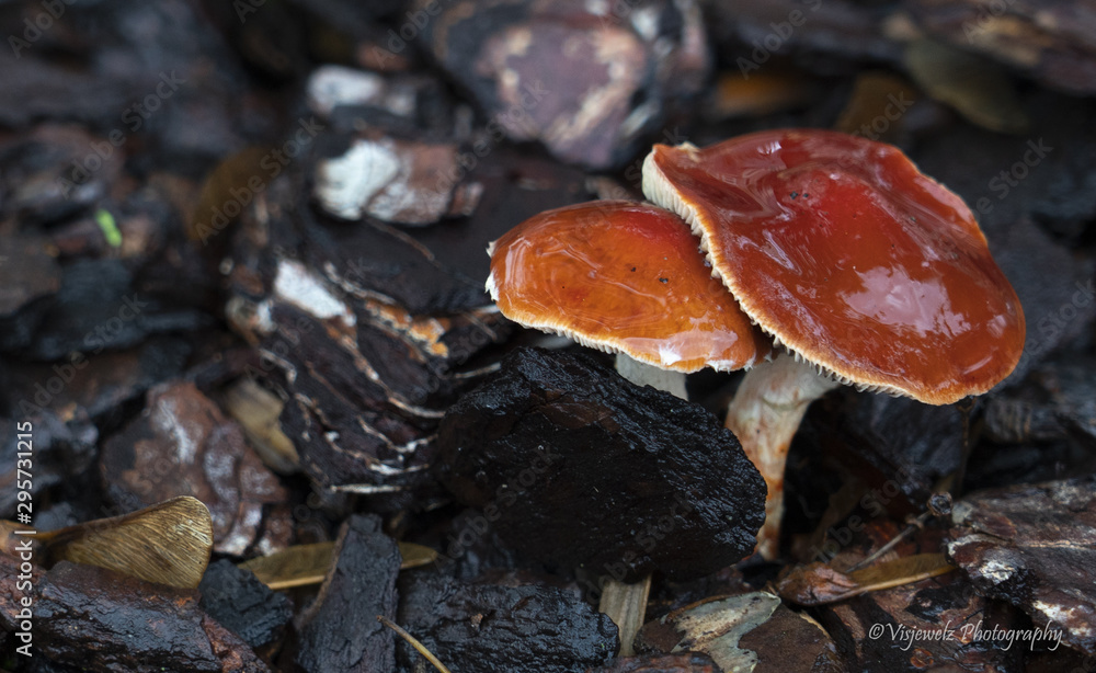 Mushrooms in Autumn Mushrooms in Autumn