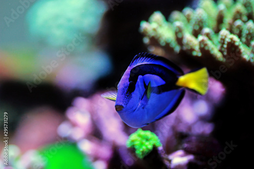 Photography Royal blue tang - Paracanthurus hepatus