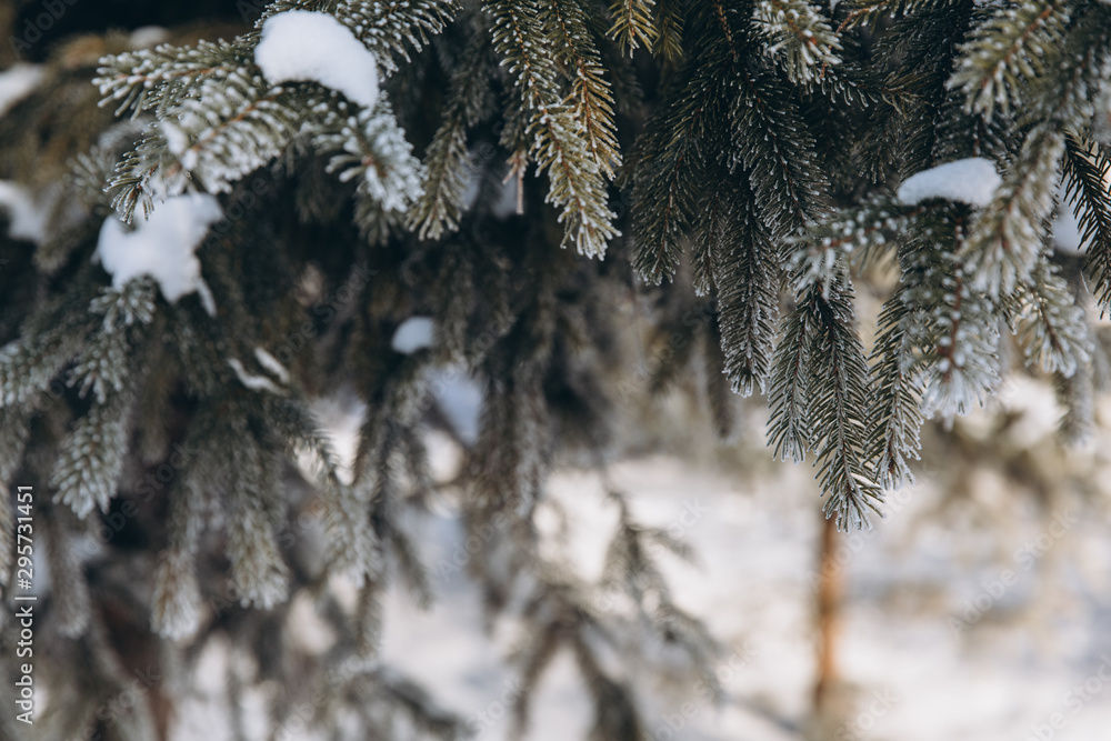 Winter bright background with pine branch in frost. Snow-covered branches.