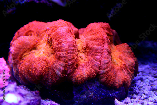 Red Lobophyllia Brain coral - Lobophyllia hemprichii photo