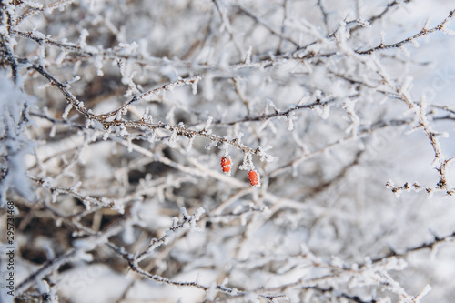 Winter landscape. Frozen berries of red briar