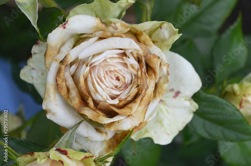 Rose flower affected by fungal infection - botrytis cinereal (gray rot). Petals are covered brown spots