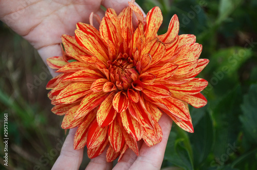 Beautiful dahlia flower in hands. Colorful blossom close up