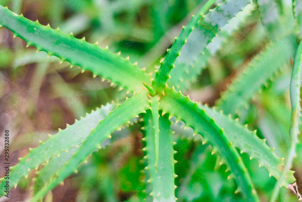Aloe vera plants, tropical green plants, growing in the mountains, succulent Aloe vera plants, tropical green plants, growing in the mountains, succulent
