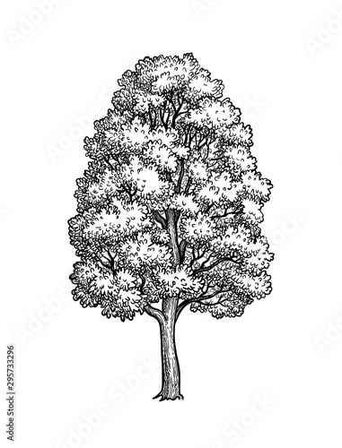 Ink sketch of Maple tree.