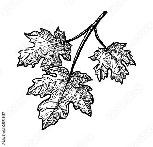 Valokuva Ink sketch of maple branch.