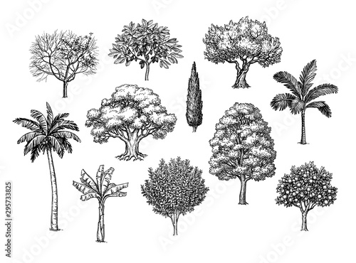 Ink sketch of trees.