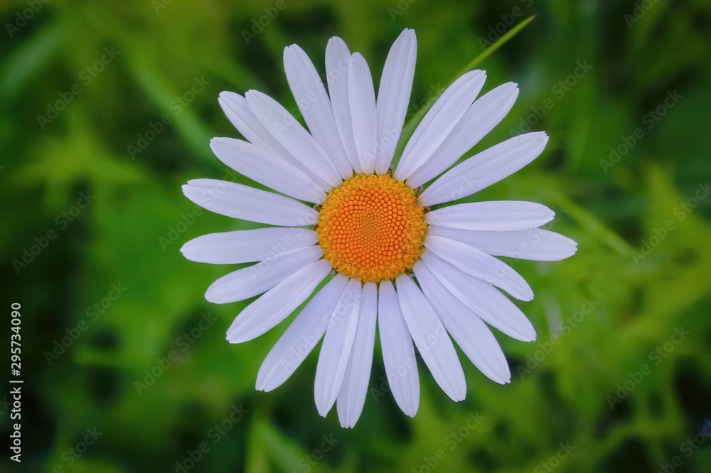 Daisy flower on a blurry green background, top view.