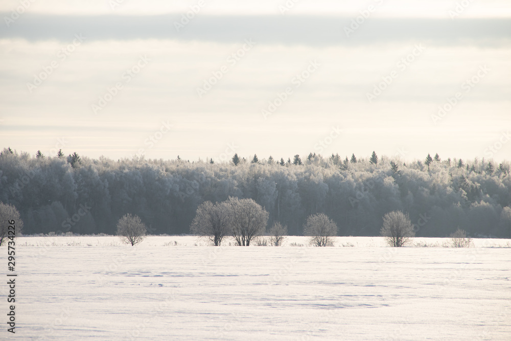 Fototapeta premium Snowy winter landscape in the field. Frozen white trees. Russian open spaces.