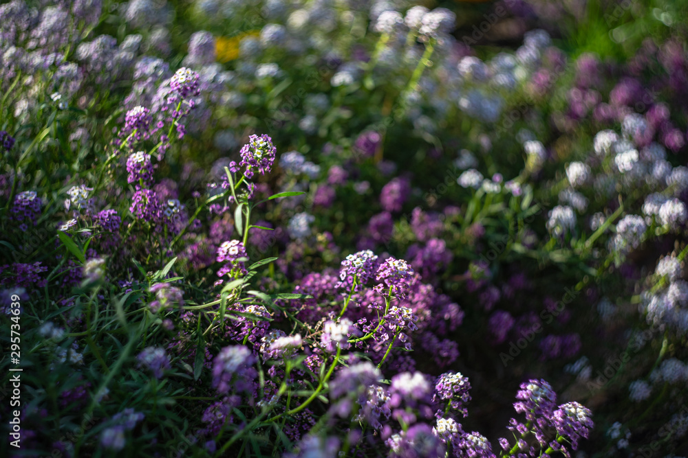 Obraz premium Blooming plants in a garden