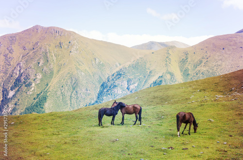 Horses couple. Beautiful horses grazing in the mountains.