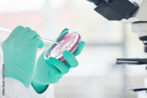 Tableau sur toile Close up of unrecognizable female scientist holding petri dish with test sample