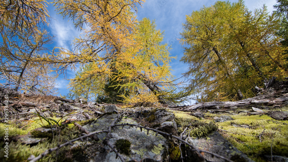 beautiful autumn scene, european larch beautiful autumn scene, european larch