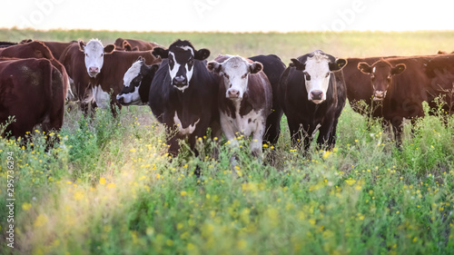 Bullocks and heifers in the Argentine countryside, organic meat production