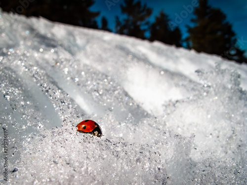 Lady Bug in the Snow