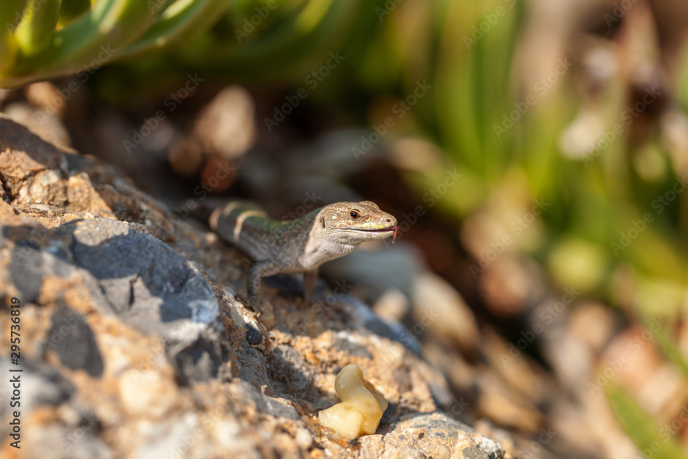 a little lizard is sitting on a stone. wild nature a little lizard is sitting on a stone. wild nature