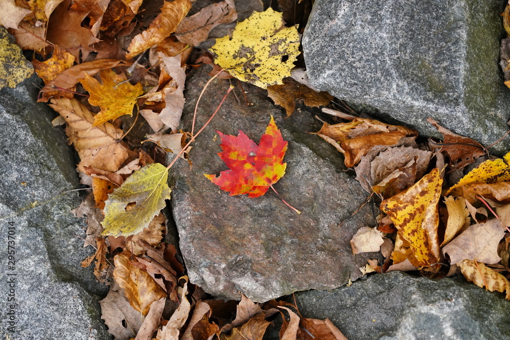 Single fire color leaf of autumn season color change sits among the rocks 