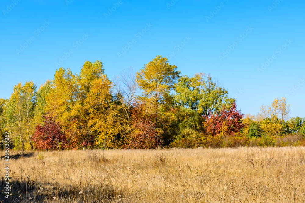 Dry grass on the meadow. Autumn landscape
