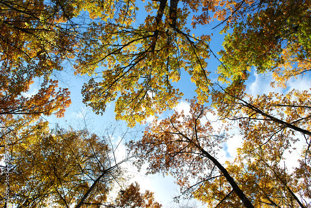 branches of autumn trees on a background blue sky branches of autumn trees on a background blue sky