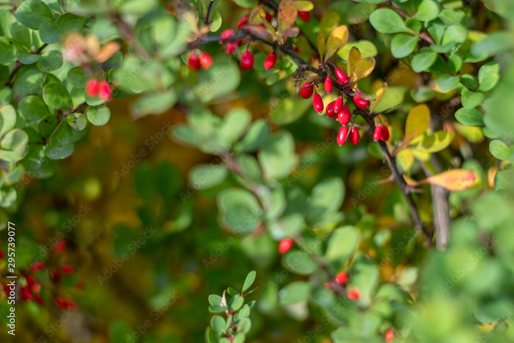 Obraz premium Autumn has come, autumn is here. Yellow, red, crimson leaves of barberry. Bare branches with spikes, thorns. Red berries of barberry. Day, overcast, windy.