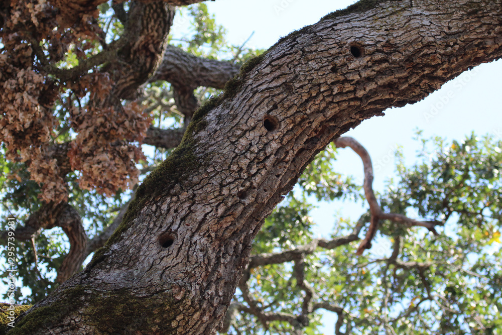 Acorn Woodpecker nests in California woods