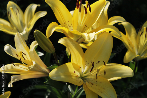 Yellow lilies.  Lilies bloomed. Yellow bouquet.
