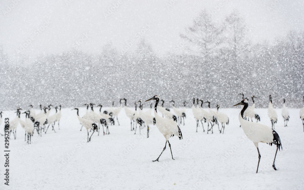Obraz premium Japanese cranes in snowfall. The red-crowned crane. Scientific name: Grus japonensis, also called the Japanese crane or Manchurian crane, is a large East Asian Crane. Winter season.