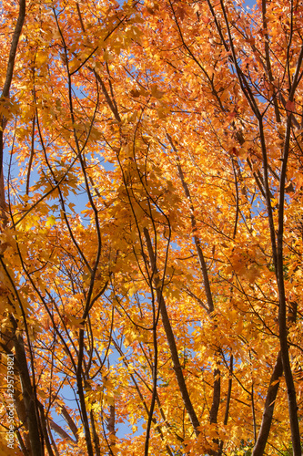 Orange Maple Leaves in Autumn