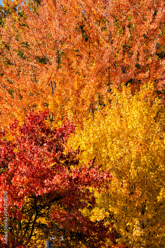 Three Shades of Autumn