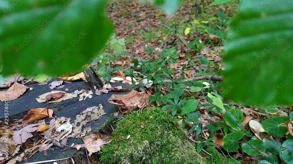 moss on stone moss on stone