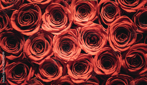 Red Rose flowers background