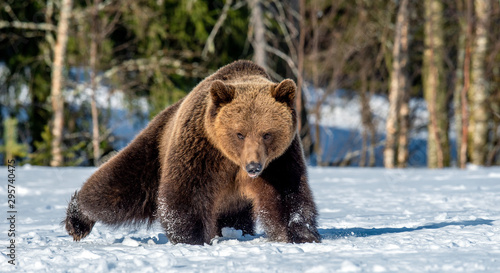 Brown Bear on the snow in spring forest. Front view. Ursus arctos.