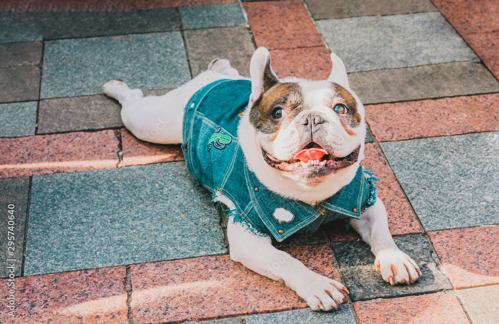 White and brown french bulldog in jeans jacket lays on the street tile in  the city Stock Photo | Adobe Stock