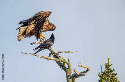 Raven and  White-tailed eagle on the tree. Scientific name: Haliaeetus albicilla, Ern, erne, gray eagle, Eurasian sea eagle and white-tailed sea-eagle. Summer season.